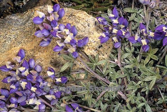 lupinus lepidus var lobbii 3 graphic